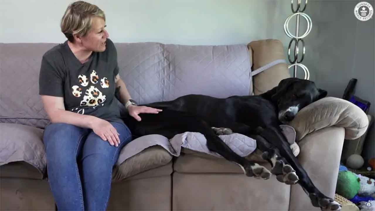 Dünyanın en uzun erkek köpeği Kevin hayatını kaybetti