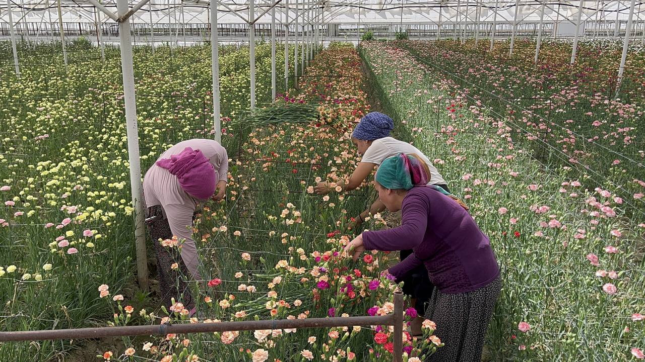 Isparta'da karanfil hasadına başlandı