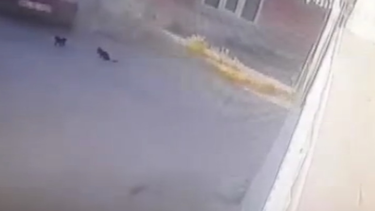 Eskişehir'de sokaktaki yavru kedileri ezen sürücü tespit edildi