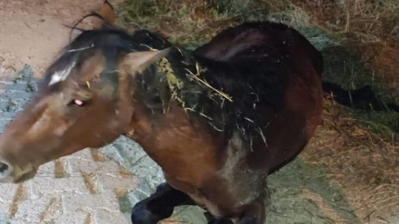 Manisa'da çukura düşen yılkı atı kurtarıldı