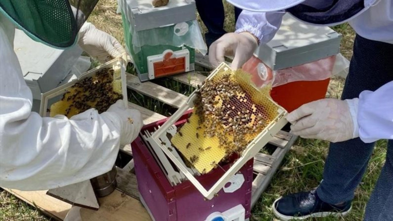 Nesli tehlikedeki Anadolu arısı ıslah çalışmalarıyla çoğaltılıyor