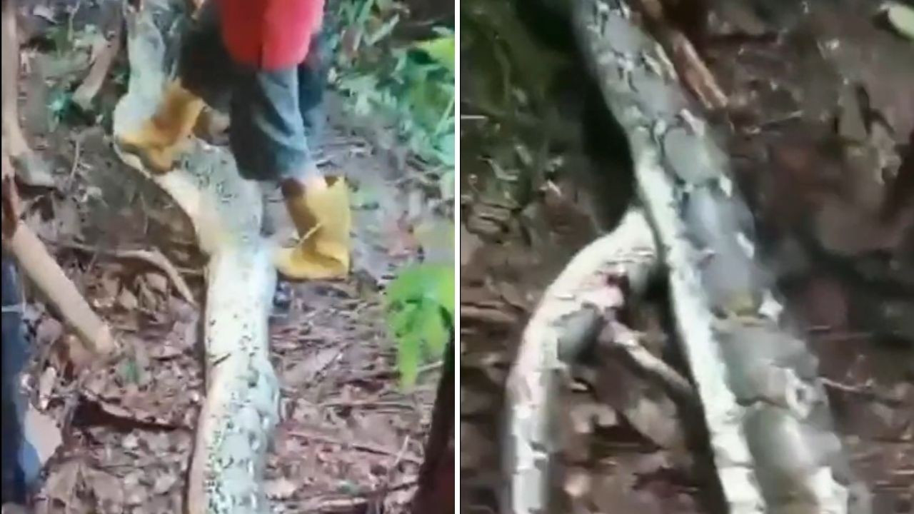 Kayıp kadının cesedi 9 metrelik yılanın içinden çıktı