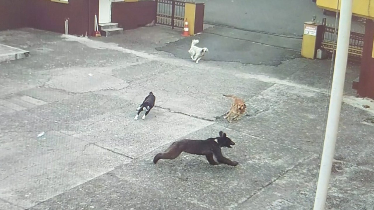 Yavru ayıyı sokak köpeklerinin kovaladığı görüntüler kamerada