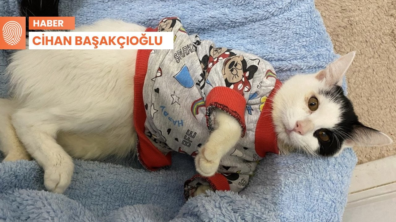 ‘Yaşamaz’ denilen engelli kedi, bir türküyle hayata tutundu