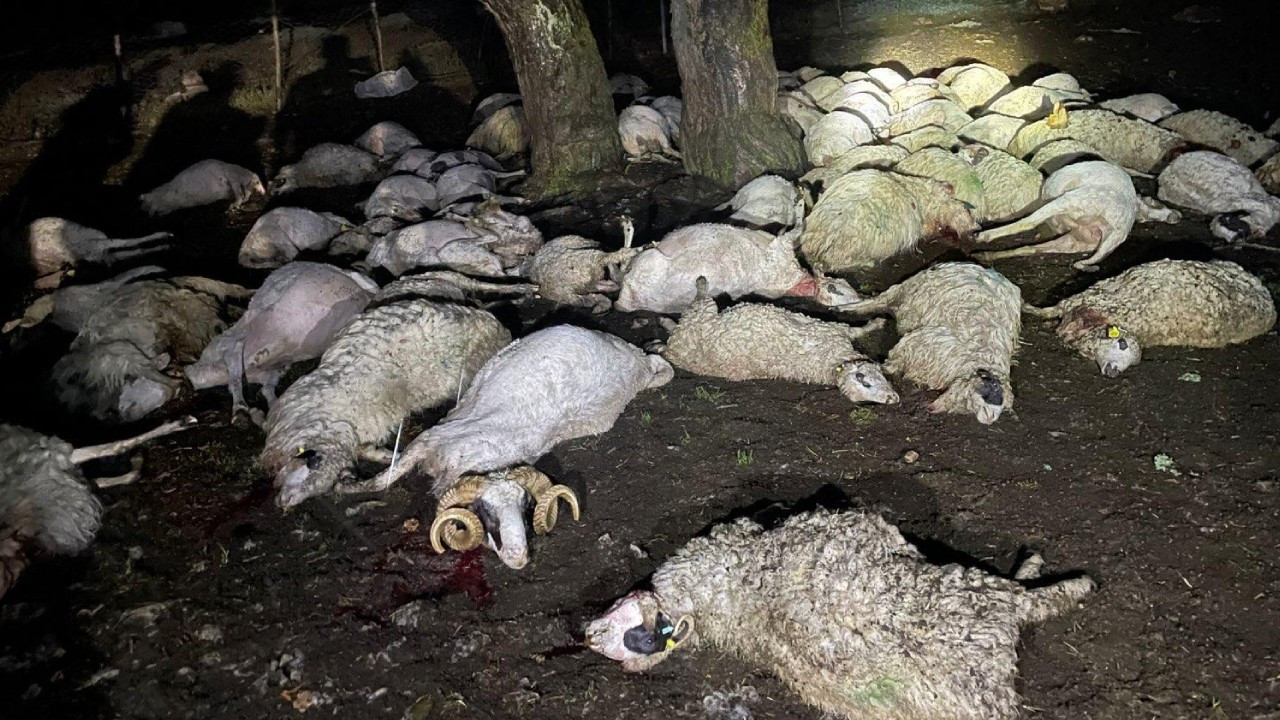 Sağanaktan kaçan sürüye yıldırım düştü: 76 koyun öldü