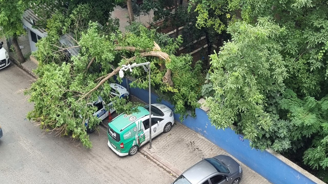 Siirt'te kuvvetli rüzgar: Ağaçlar devrildi