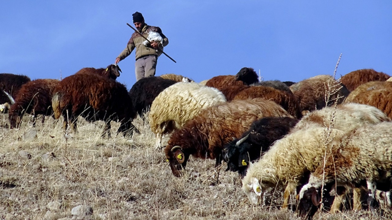 150 bin kişiye ihtiyaç var: Türkiye yabancı çoban istihdam edecek