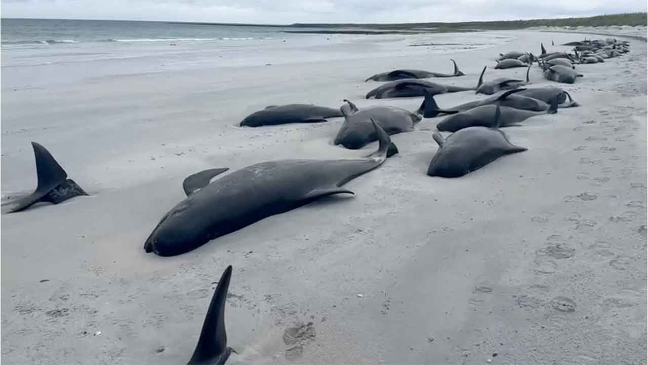 İskoçya'da kıyıya vuran 77 balina öldü