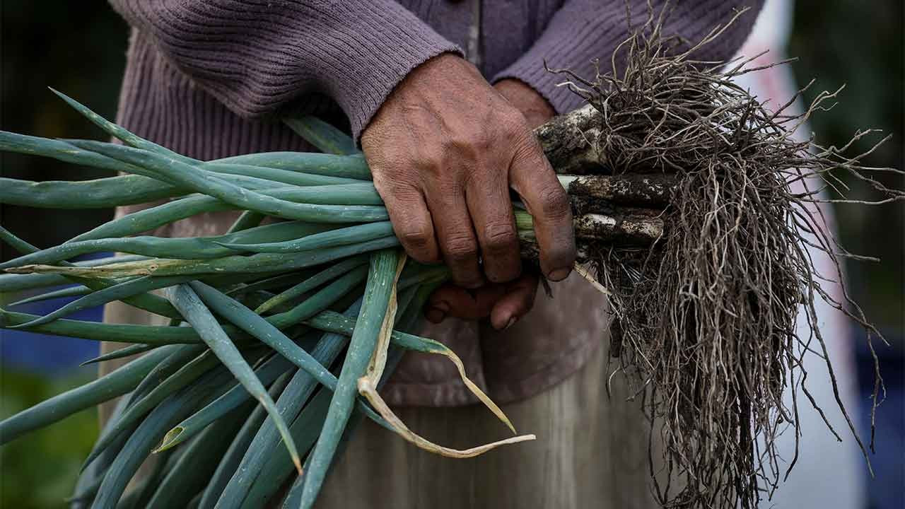 İtalya'da 33 Hindistanlı tarım işçisi 'kölelikten' kurtarıldı