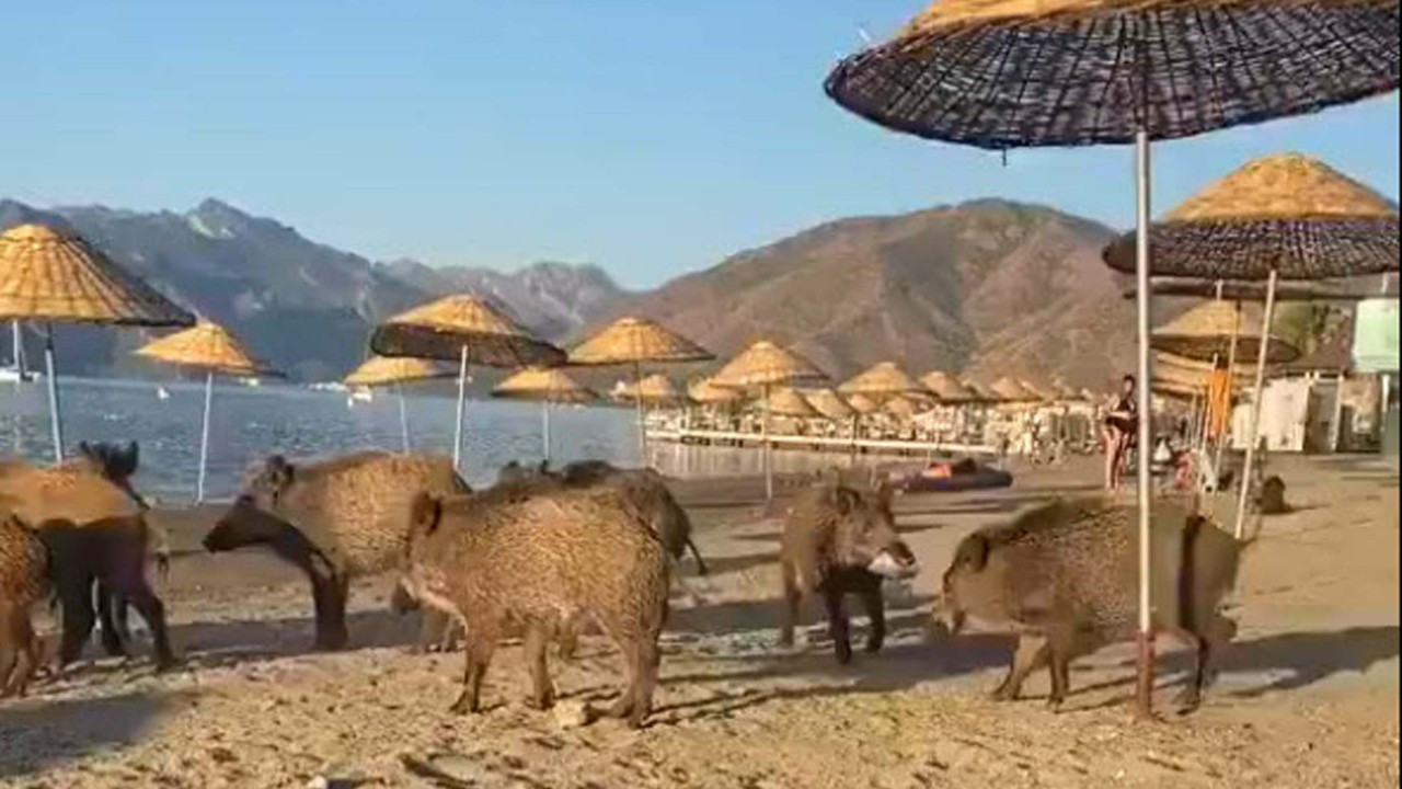 Marmaris'te domuzlar halk plajına girdi