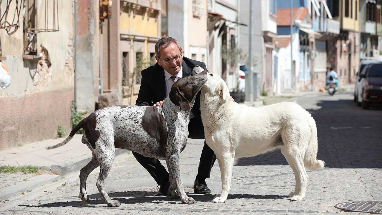 Mesut Ergin'den sokak hayvanları kanun teklifine tepki: Geri çekilsin