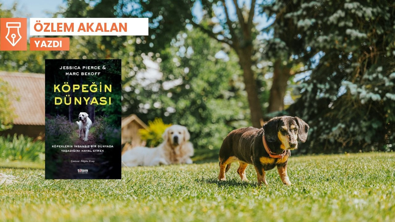 İnsansız bir dünyada köpekler ne yapardı?