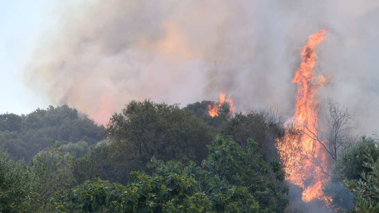 Turgutlu'da orman yangını