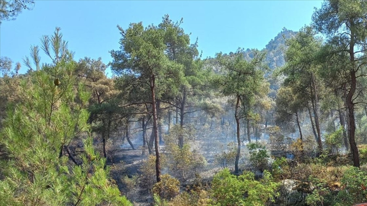 Bilecik'teki orman yangını kontrol altına alındı