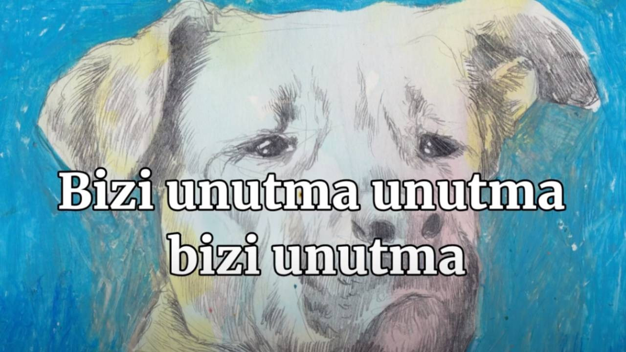 Sezen Aksu ve Ceylan Ertem'den sokak hayvanları için şarkı