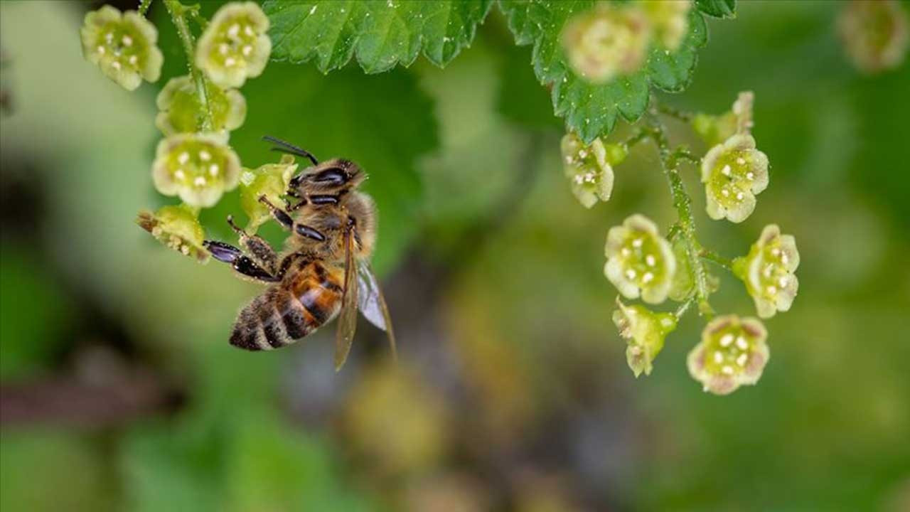 Arı sokmalarına karşı neler yapılmalı?