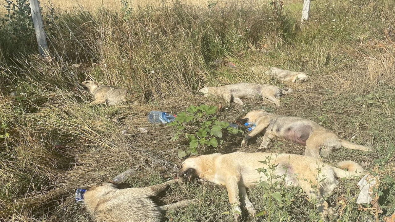 Çankaya'da 6 köpek ölü bulundu: 'Bölgeye düşen yıldırımdan olabilir'