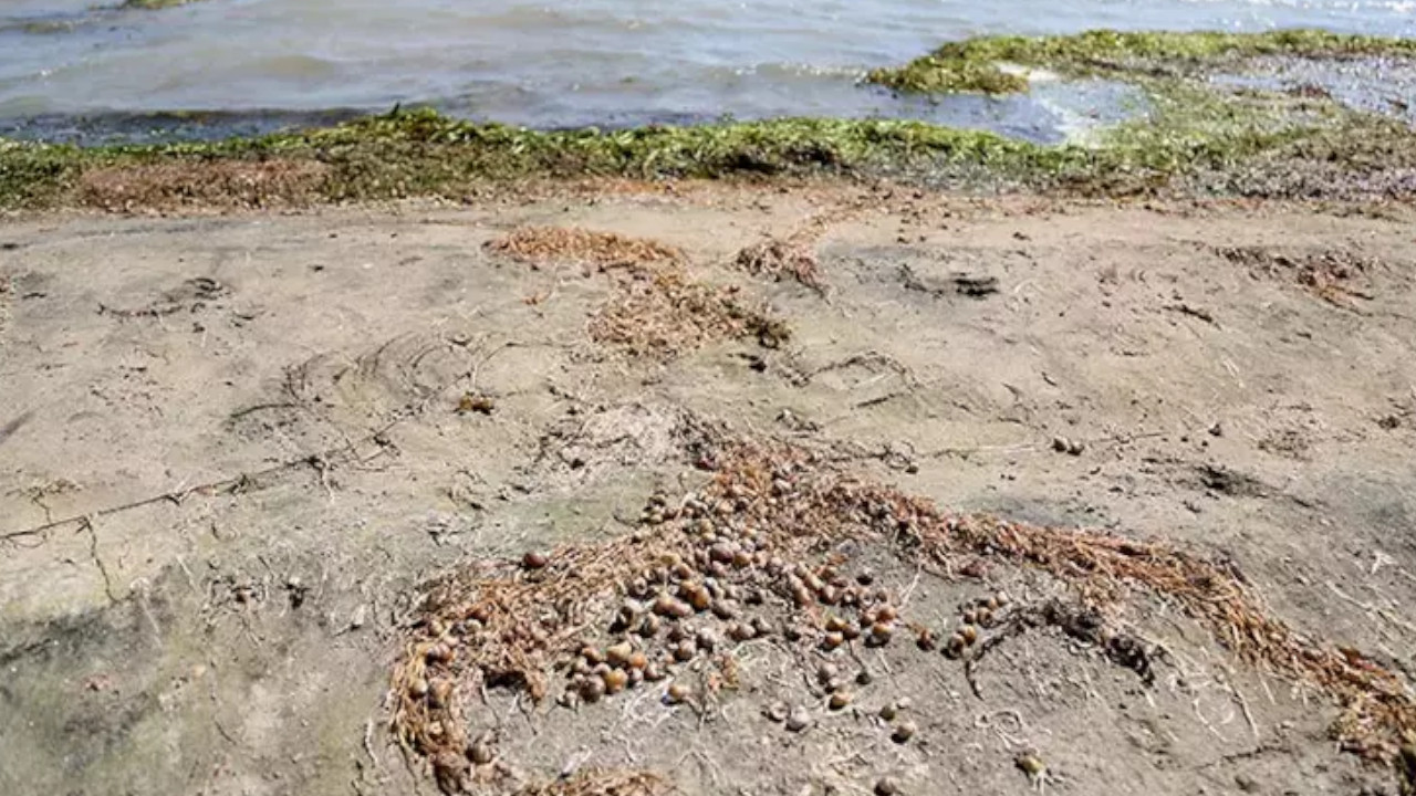 Eğirdir Gölü'ndeki kirlilik alarm veriyor: Binlerce su canlısı öldü