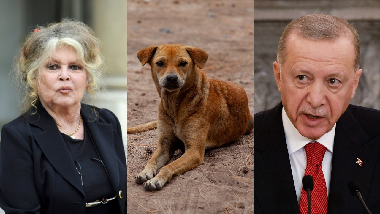 Brigitte Bardot'dan Erdoğan'a sokak hayvanları için mektup
