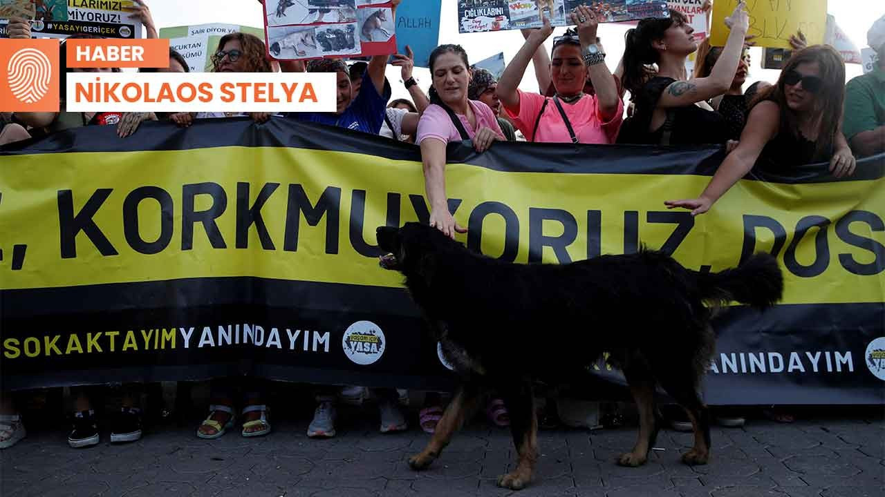 Yunanistan'dan Türkiye'deki sokak hayvanları için destek mesajı