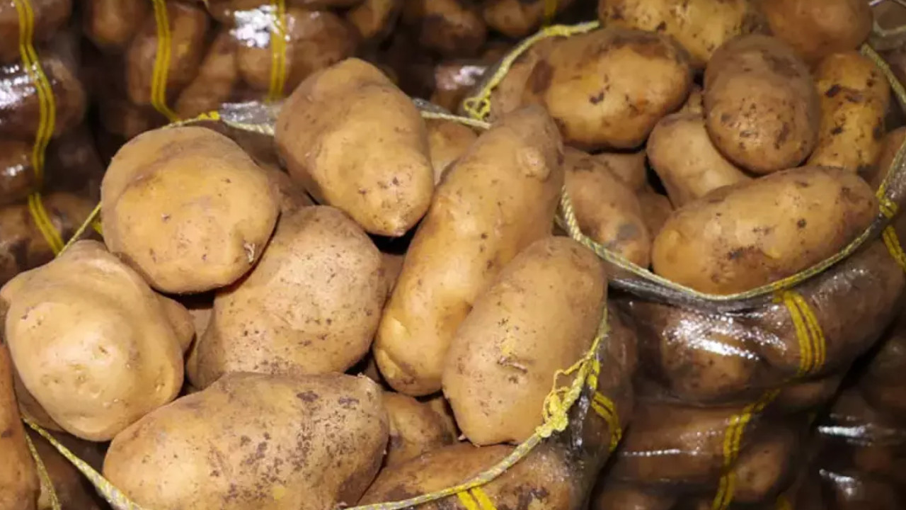 Sandıklı'da patates hasadı: 'Maliyetin altında satış yapıyoruz'