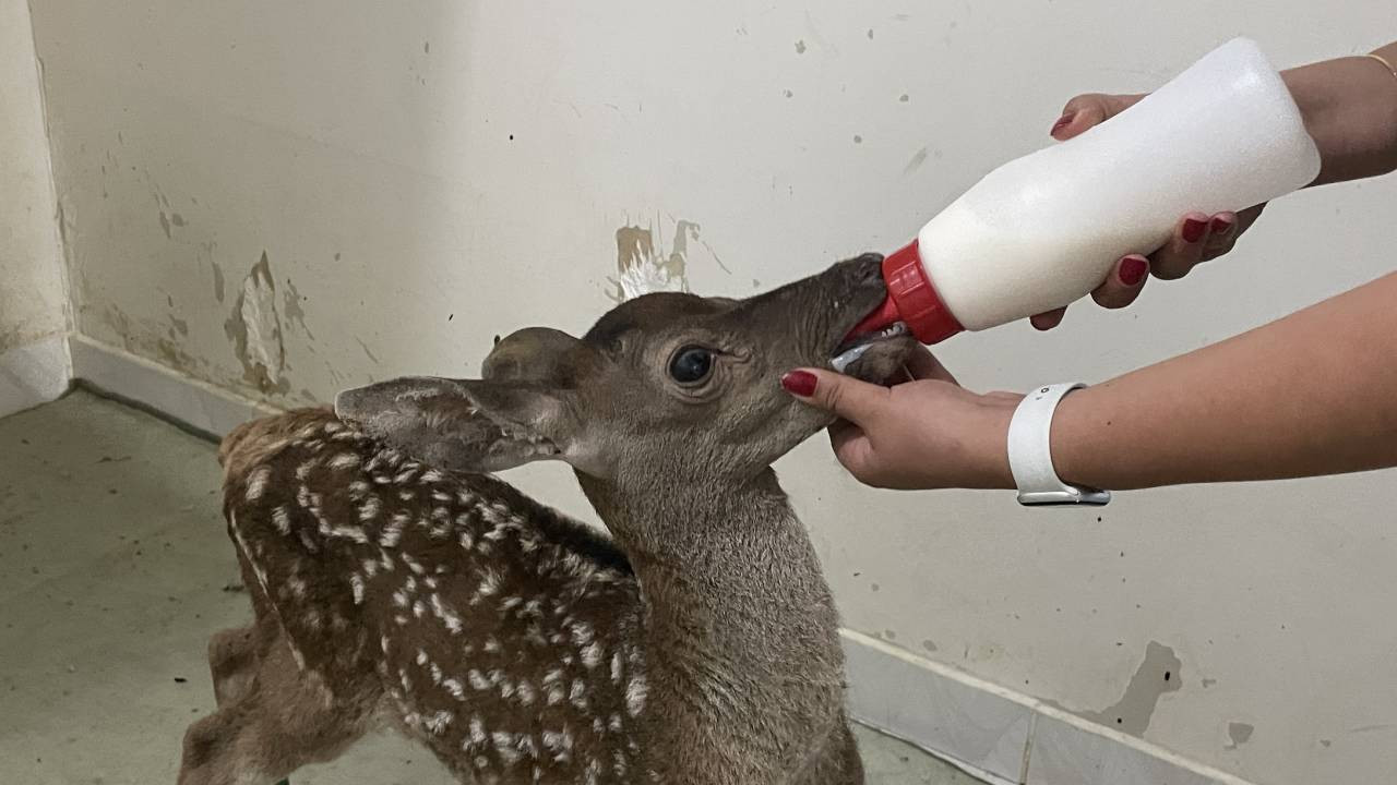 Bolu'da yaralı bulunan kızıl geyik yavrusu tedaviye alındı