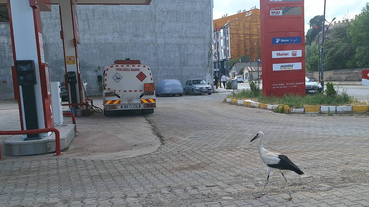 Uçamayan leylek yavrusu, benzin istasyonunun misafiri oldu