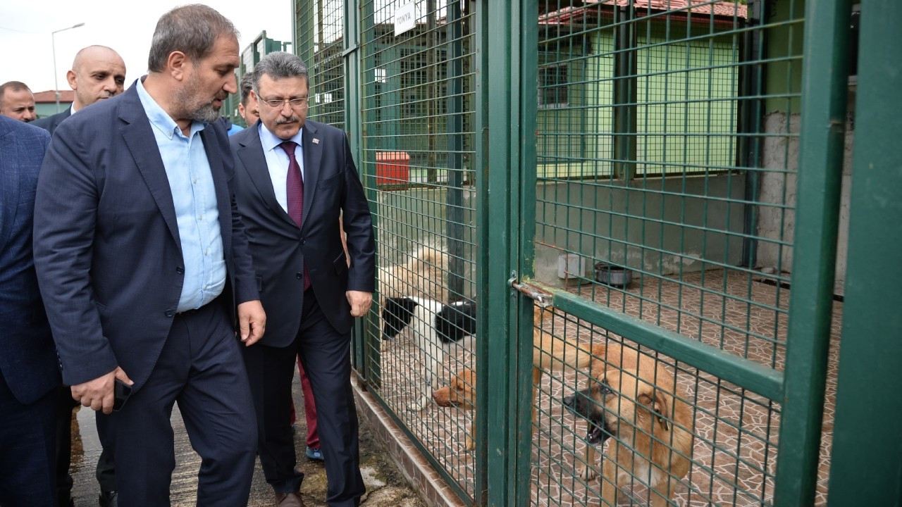 Genç'ten çözüm yolu: Kısırlaştırma ve sahiplendirme