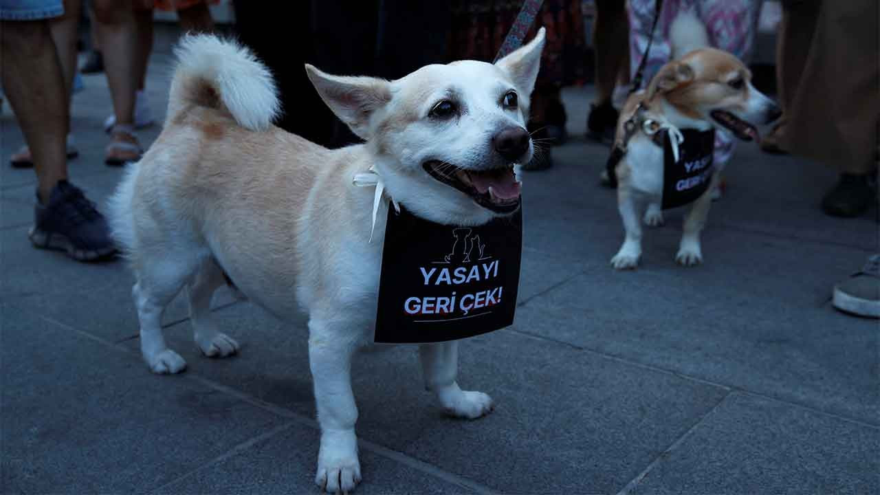 Uluslararası havyan hakları örgütlerinden TBMM'ye mektup: 'Kısırlaştır, aşıla ve bırak'