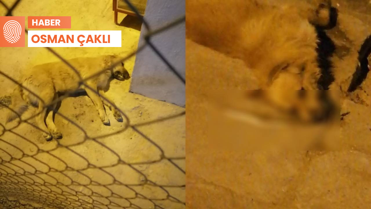 Muğla'da 3 köpek öldürüldü: Diğerleri kayıp