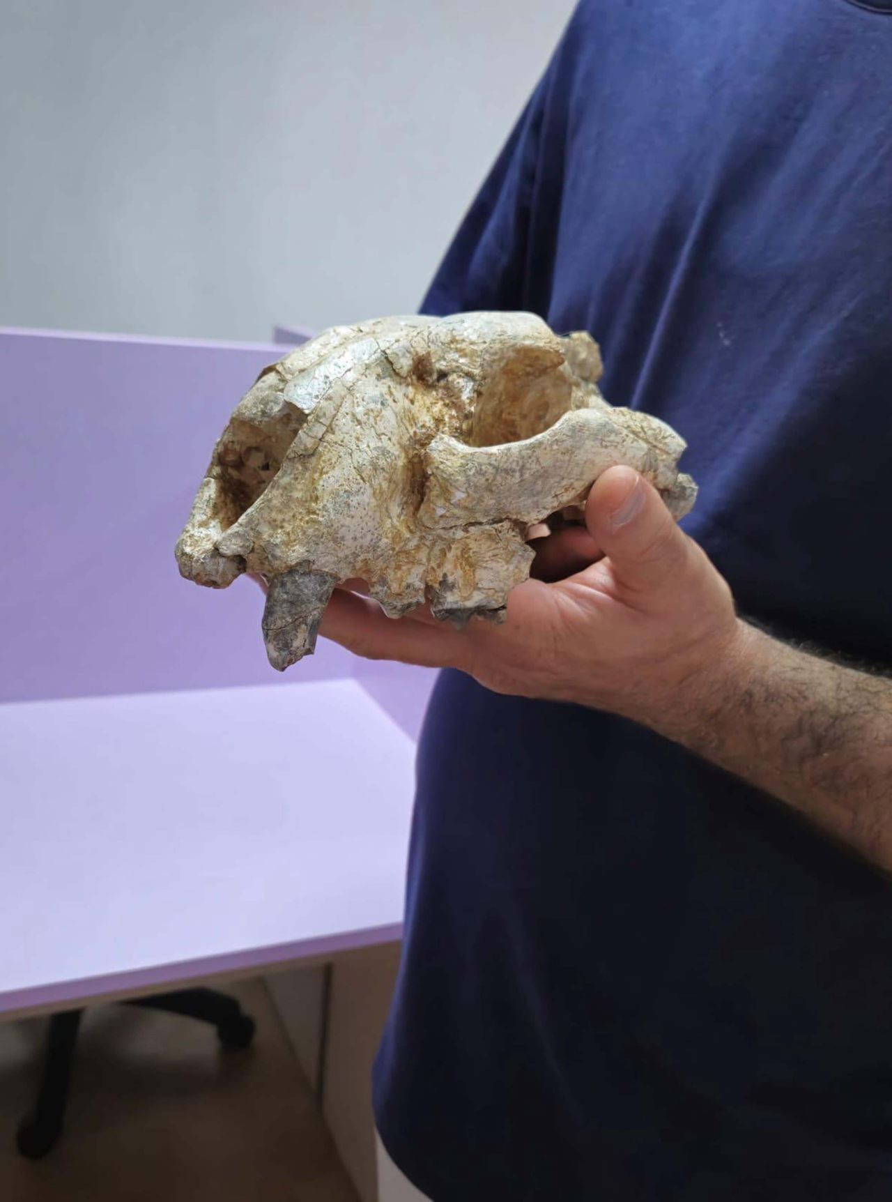 Denizli'de 'kılıç dişli' kedi kafatası bulundu: Anadolu'daki ilk örnek - Sayfa 3