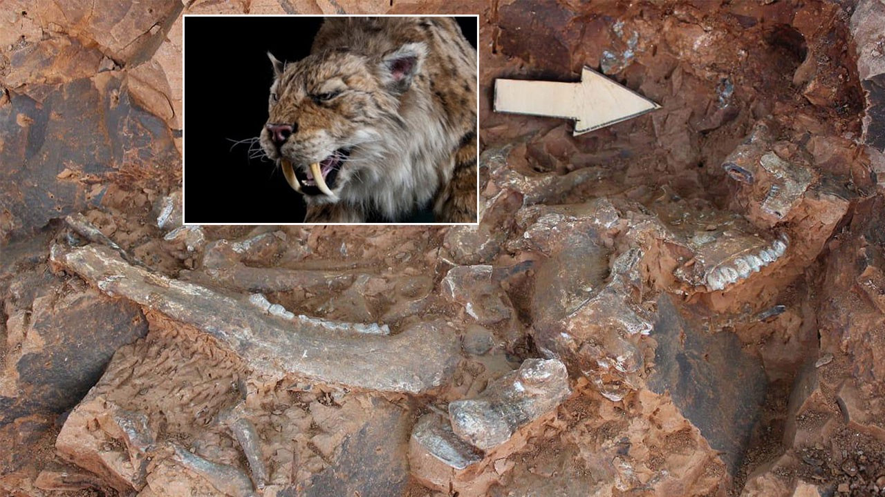 Denizli'de 'kılıç dişli' kedi kafatası bulundu: Anadolu'daki ilk örnek