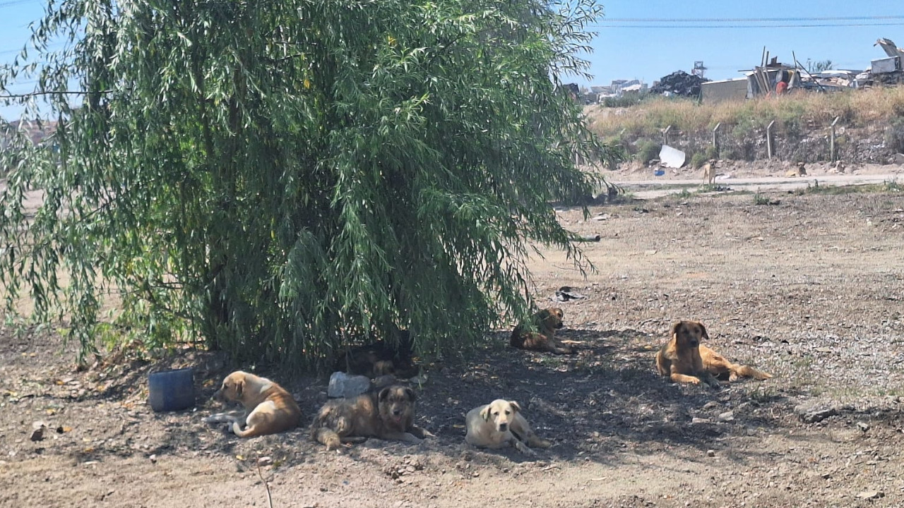 Ankara'da belediyeye ait barınak yıkıldı, köpekler ortada kaldı