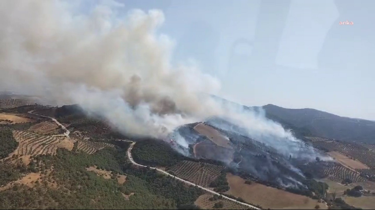 Manisa Salihli'de orman yangını