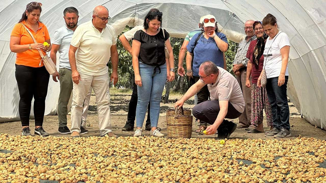 CHP'li Karakoz’dan çağrı: İncir alım fiyatı en az 200 TL olmalı