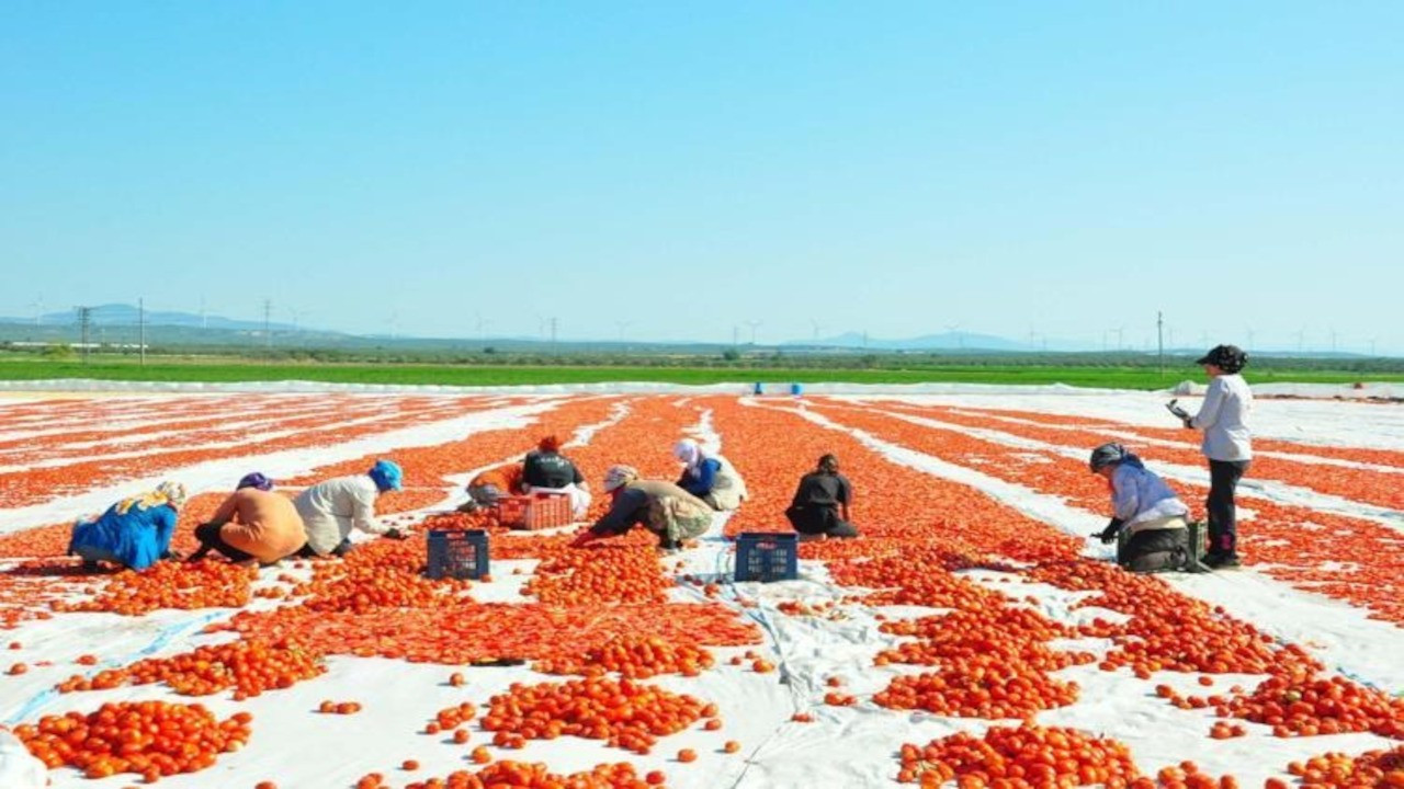 Manisa’da domates hasadı başladı: Üreticilerin fiyat beklentileri