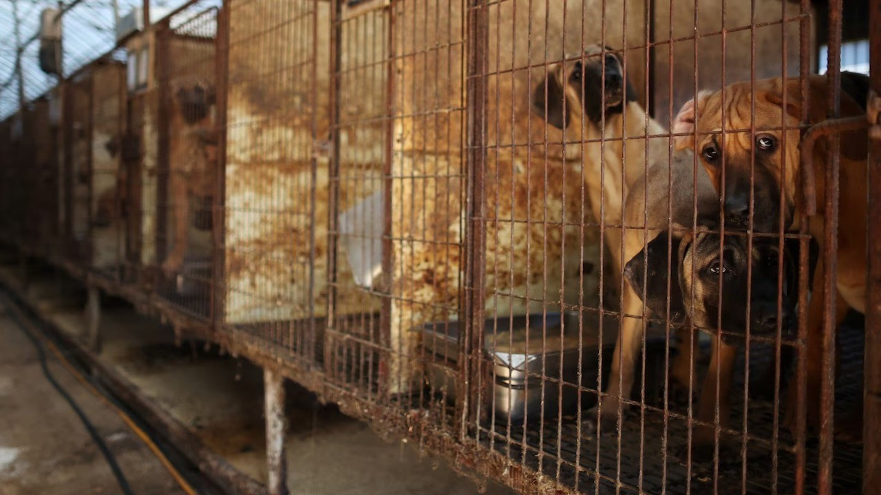 Güney Kore'de köpek eti yemek resmen yasaklandı