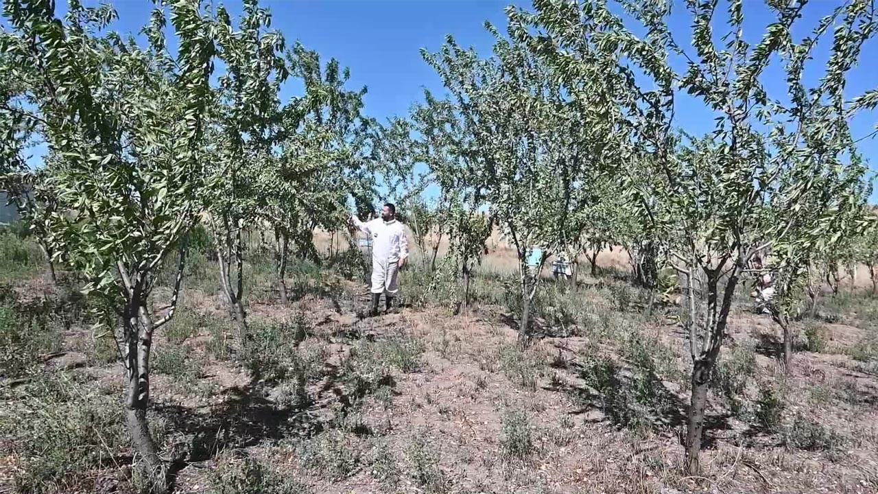 Yozgat'ta badem bahçeleri hububattan daha iyi gelir getiriyor