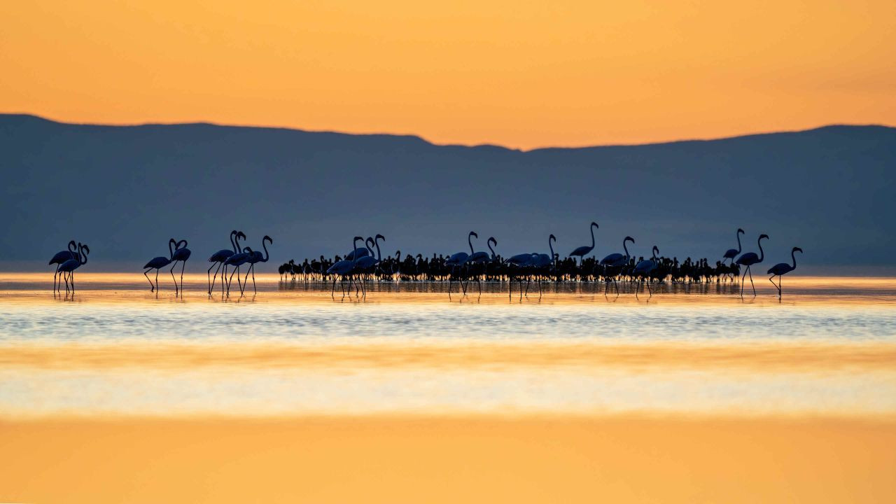 Tuz Gölü'nde 5 bin yavru flamingo konaklıyor - Sayfa 2