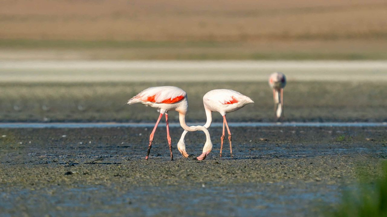 Tuz Gölü'nde 5 bin yavru flamingo konaklıyor - Sayfa 4