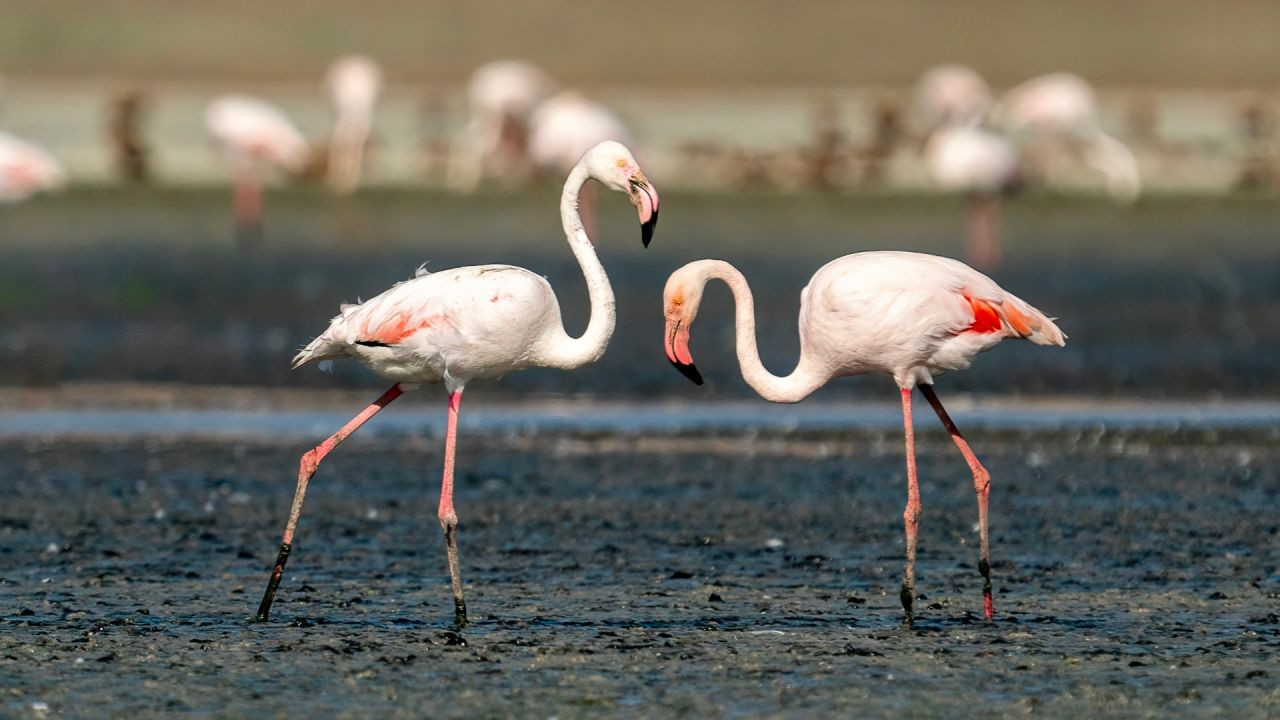 Tuz Gölü'nde 5 bin yavru flamingo konaklıyor - Sayfa 3