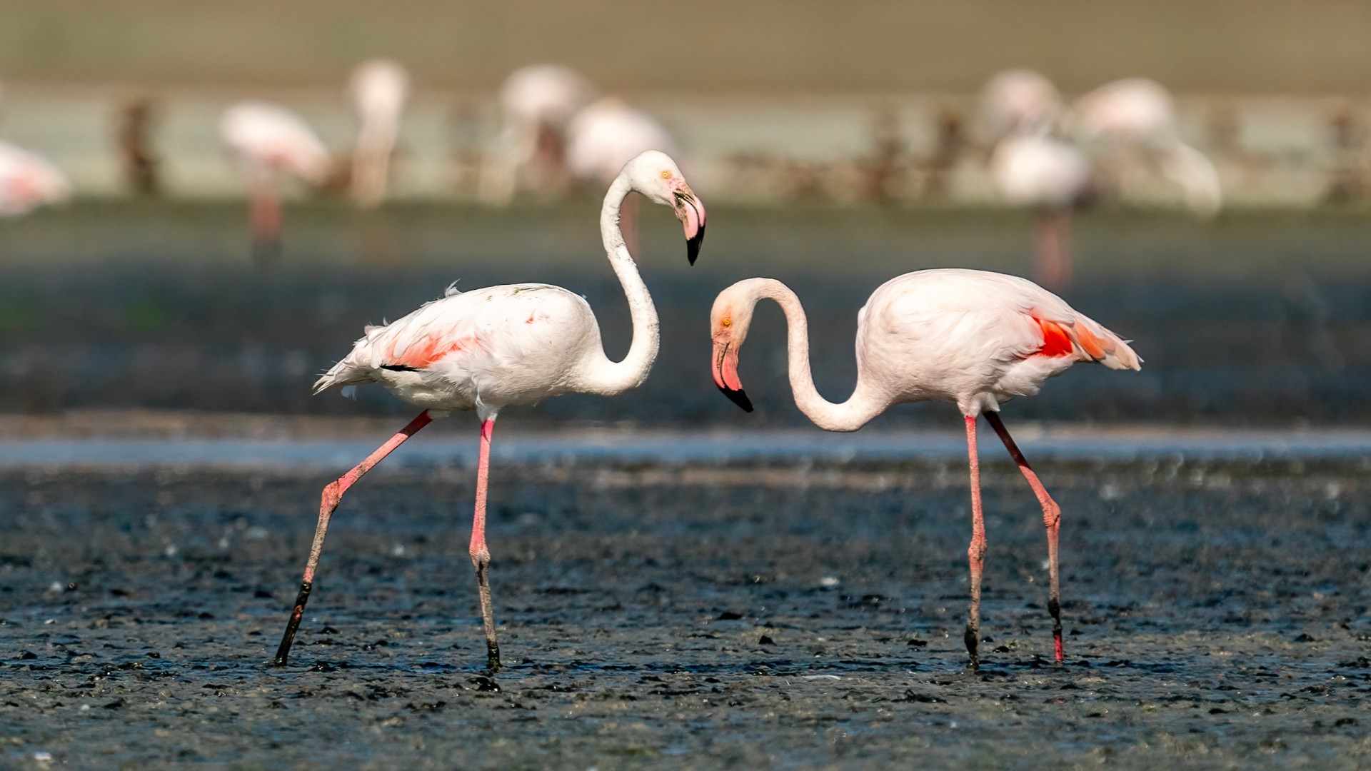 Tuz Gölü'nde 5 bin yavru flamingo konaklıyor