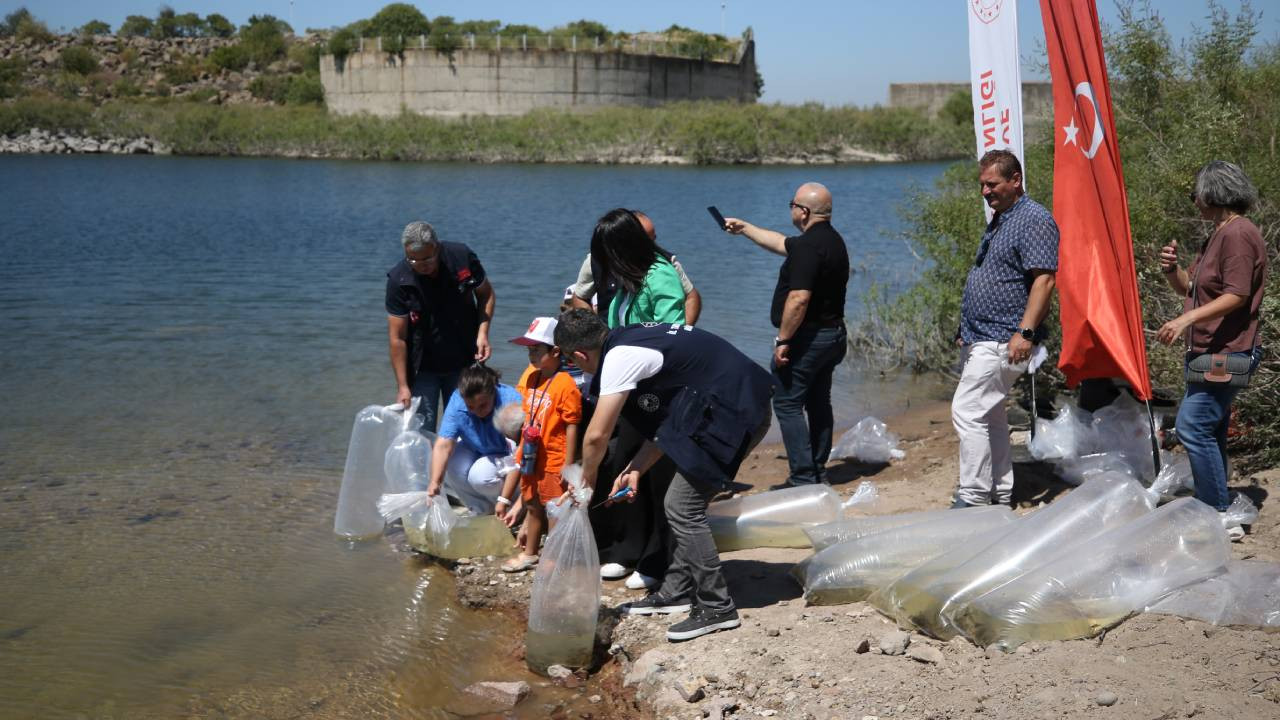 Çanakkale'deki baraj ve göletlere sazan yavruları bırakıldı