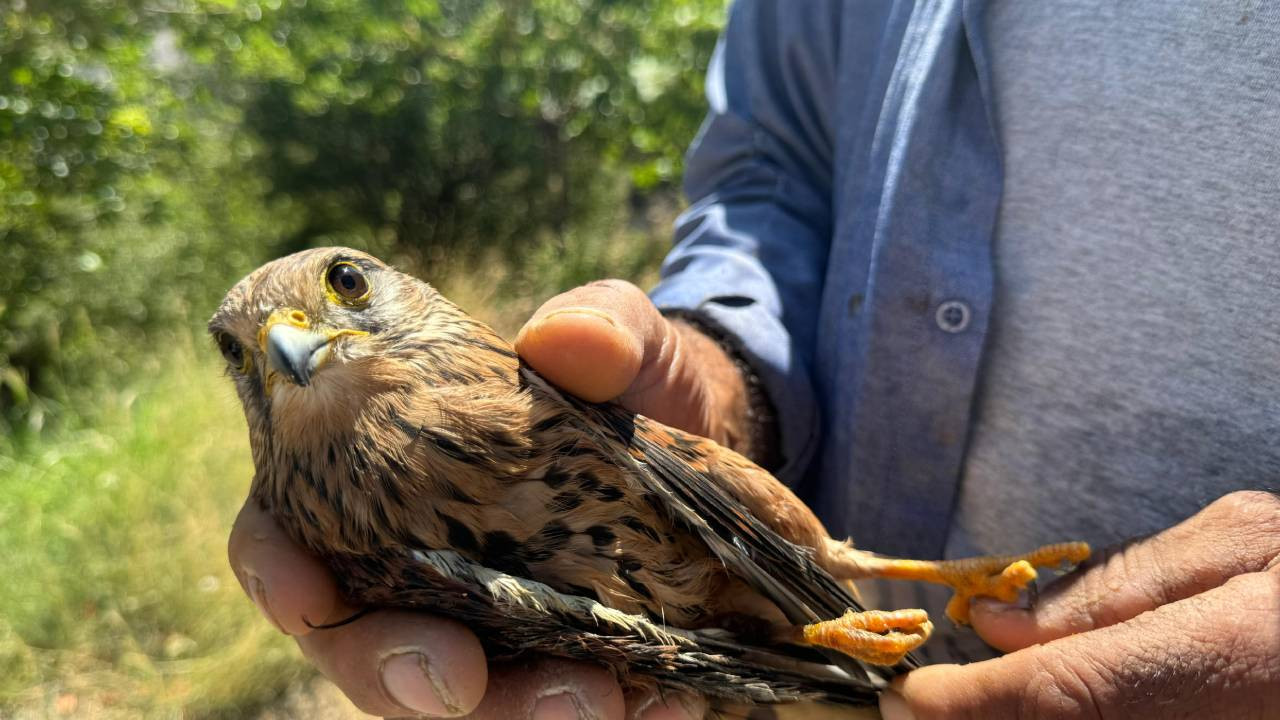 Malatya'da yaralı bulunan şahin tedaviye alındı