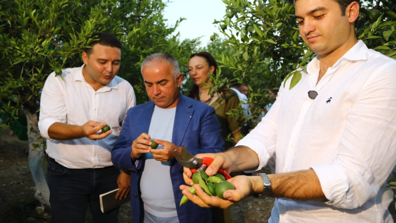 Bodrum'un 'yeşil altını' mandalinası için hasat etkinliği yapıldı