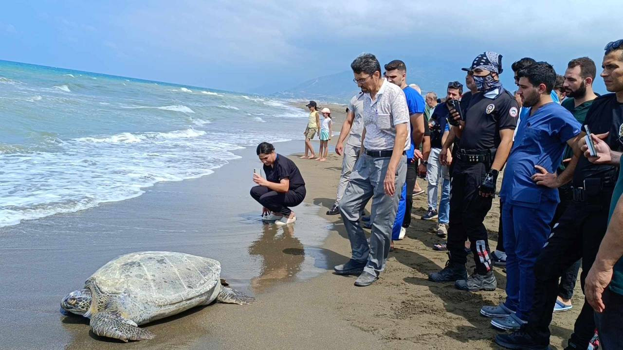 Hatay'da tedavileri tamamlanan 5 kaplumbağa denize bırakıldı