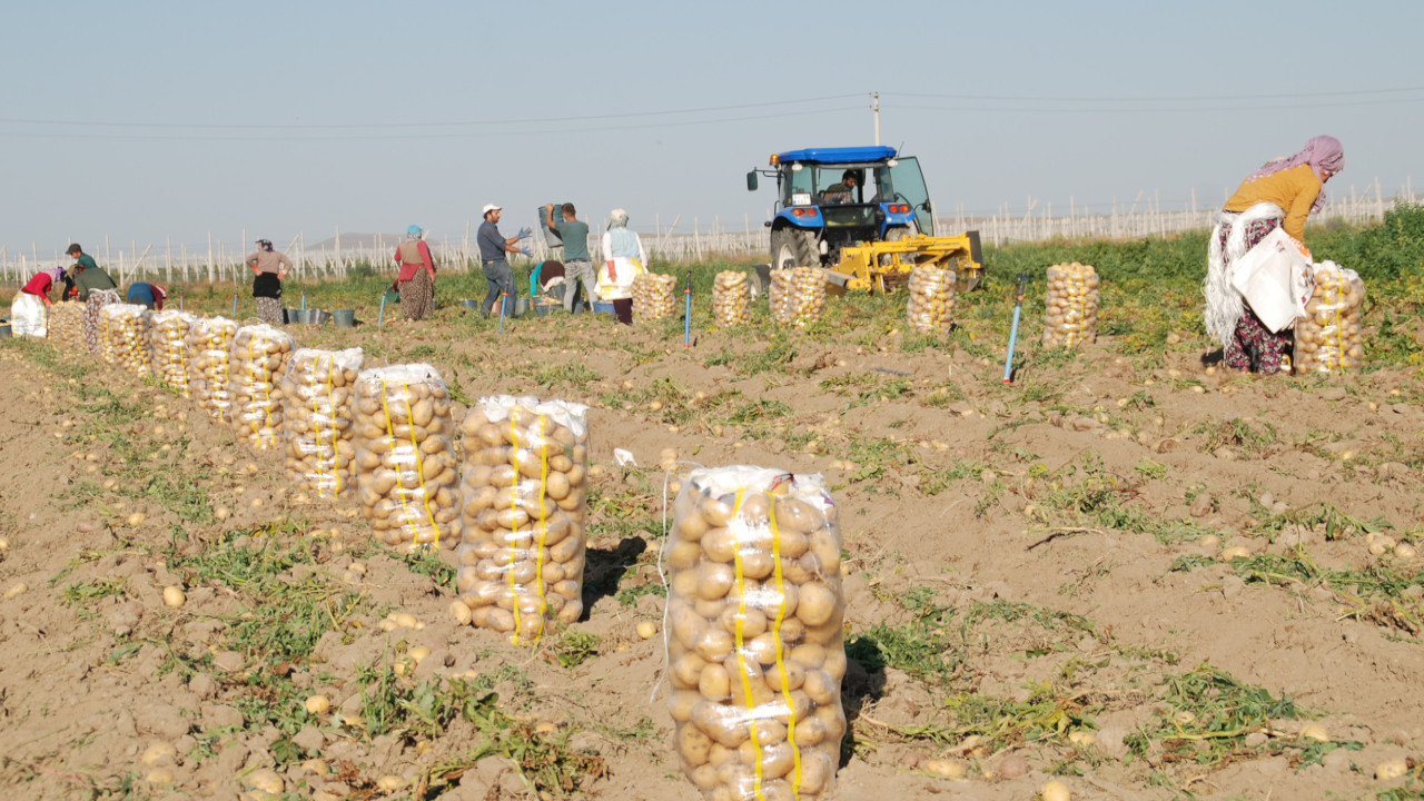 Niğde'de patatesin yüzde 90'ı ihraç ediliyor