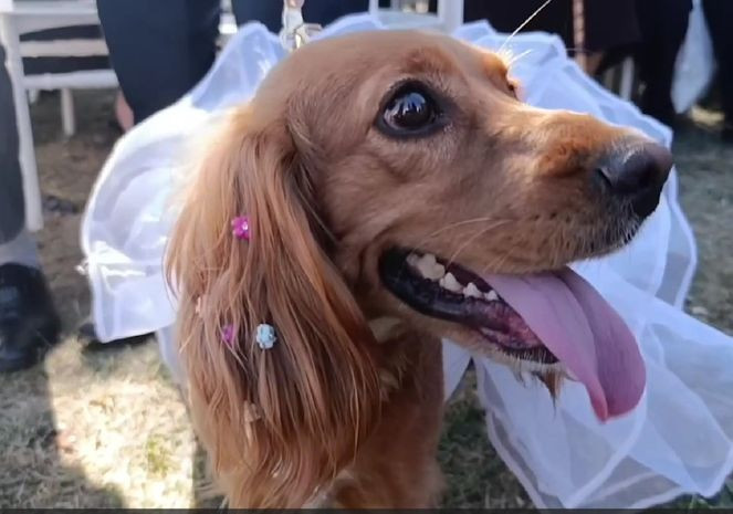 Sahiplendiği köpek, düğününde gelinlik giydi - Sayfa 2