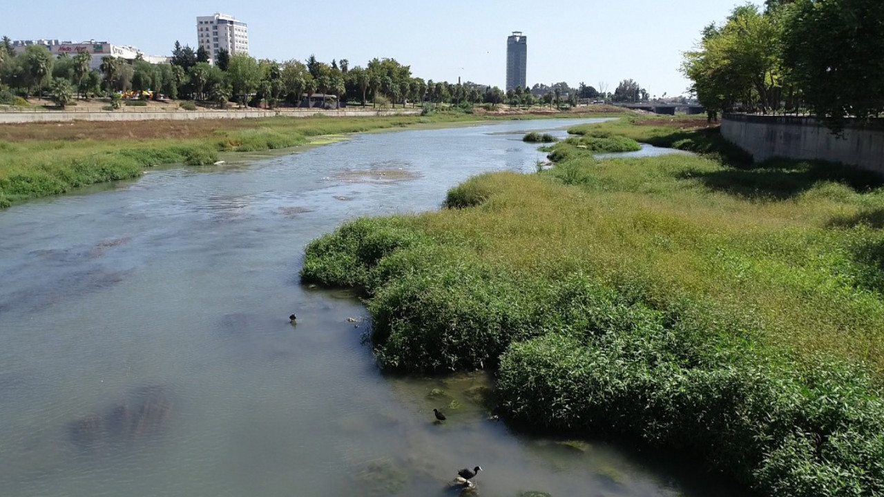 Seyhan Nehri'nde kirlilik: Yosunların boyu 2 metreyi aştı