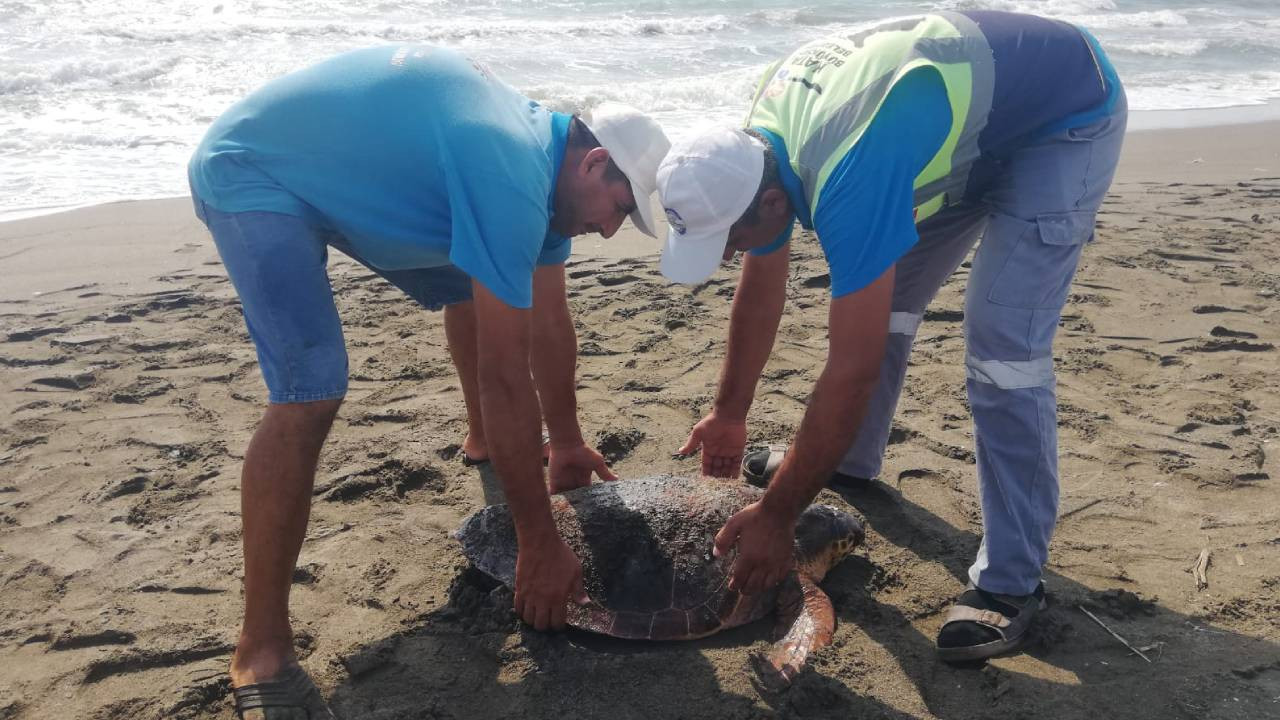 Hatay'da yaralı deniz kaplumbağası tedavi ediliyor